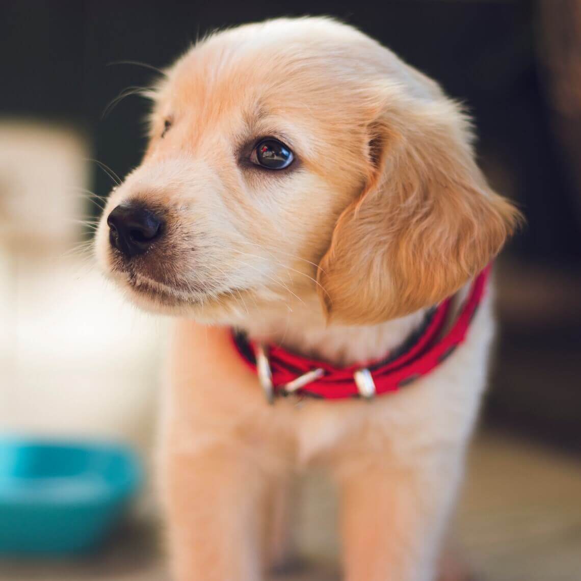 globaal Luxe weekend Pup kopen: waar op letten? - Dierenartspraktijk Bezuidenhout